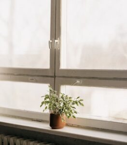 pexels lisettkruusimae 15679387